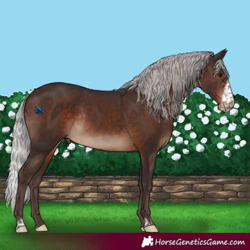 Horse Color:Silver Brown Sabino Rabicano 