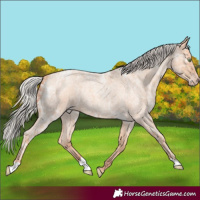Horse Color:Silver Amber Champagne Ice Roan