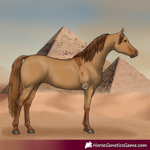 Horse Color:Gray Red Dun 
