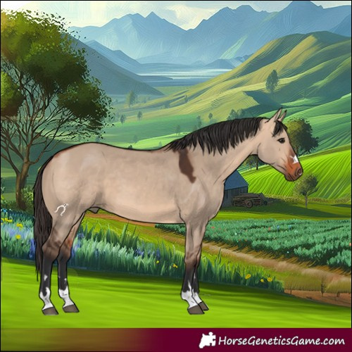 Horse Color:Bay Dun