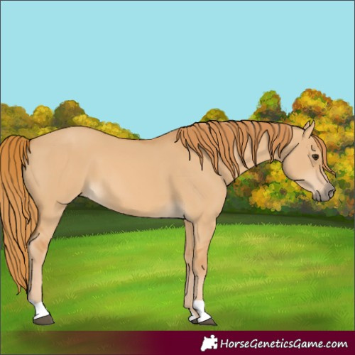Horse Color:Red Dun 