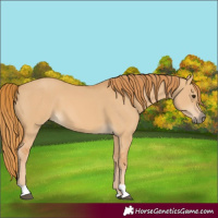 Horse Color:Red Dun 