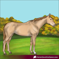 Horse Color:Red Dun 
