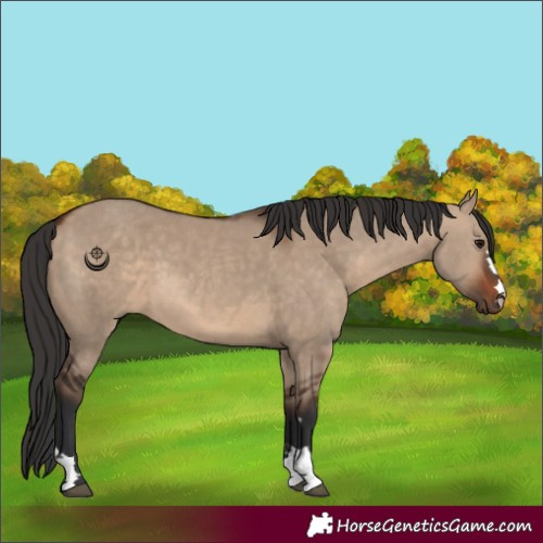 Horse Color:Bay Dun and Brown Dun