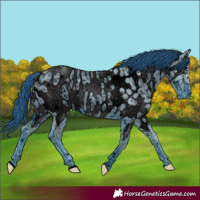 Horse Color:ERROR: UNKNOWN ANOMALY