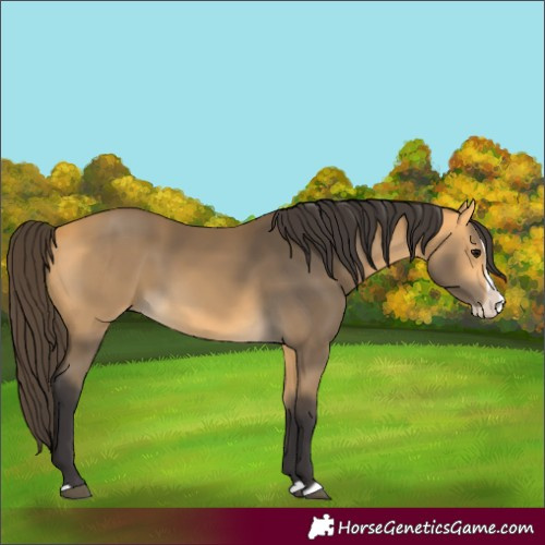 Horse Color:Buckskin Splash