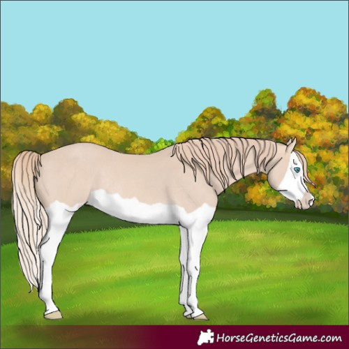 Horse Color:Perlino Splash Rabicano 