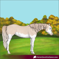 Horse Color:Perlino Splash Rabicano