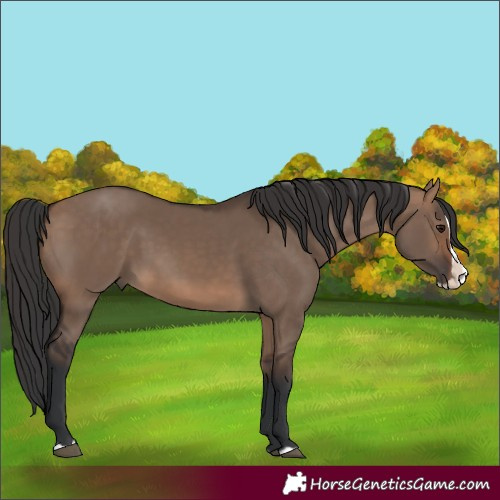 Horse Color:Brown Dun Splash 