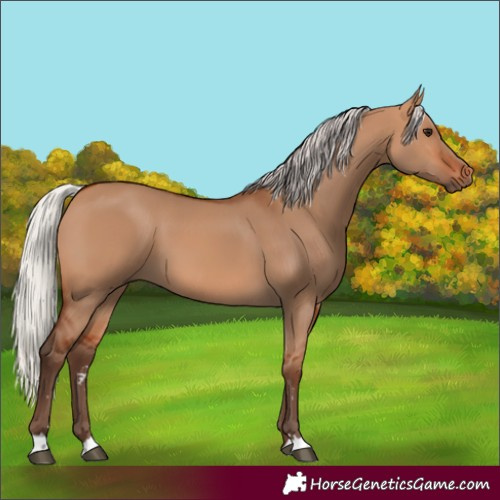 Horse Color:Silver Bay Dun 