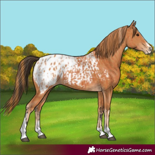 Horse Color:Bay Splash Tobiano Appaloosa  and Chestnut Splash Tobiano Appaloosa 