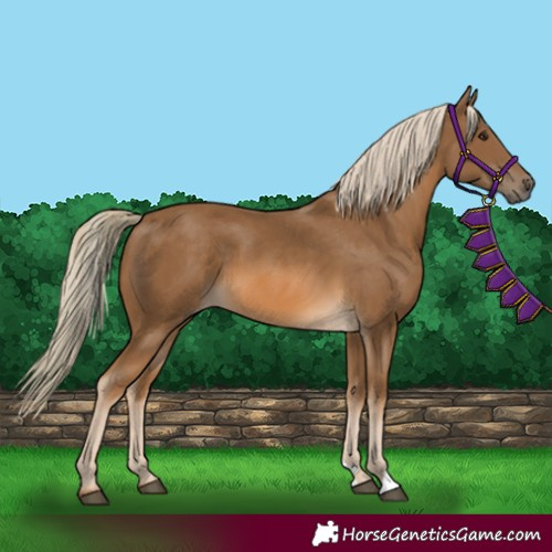 Horse Color:Chocolate Palomino 