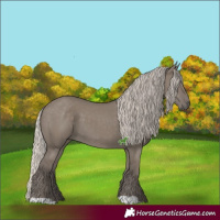 Horse Color:Unknown 