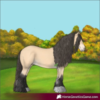 Horse Color:Buckskin