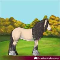 Horse Color:Buckskin