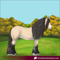 Horse Color:Buckskin 
