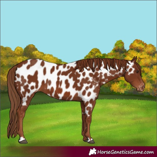 Horse Color:Chestnut Appaloosa