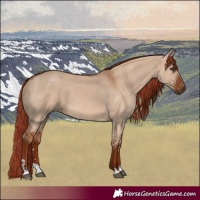 Horse Color:Red Dun 