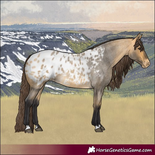 Horse Color:Buckskin Roan Blanket