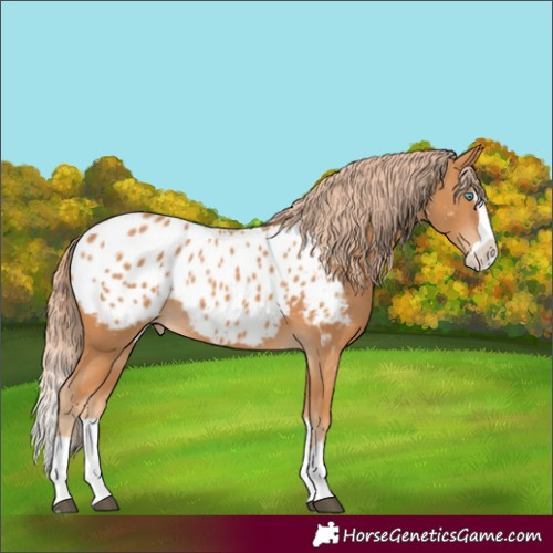 Horse Color:Chestnut Splash Appaloosa