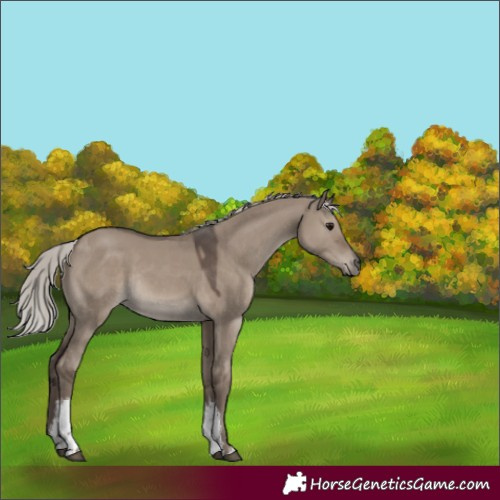 Horse Color:White Spotted Silver Grullo Rabicano 
