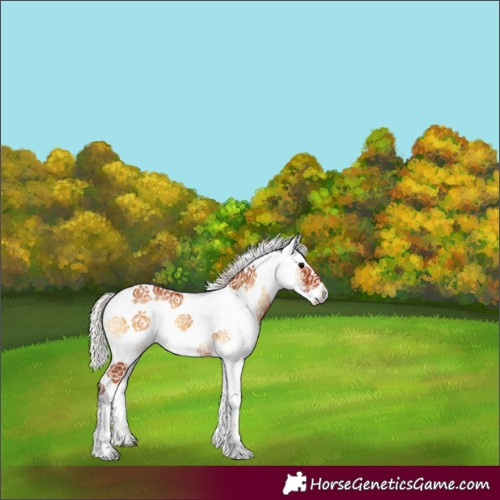 Horse Color:White Spotted Silver Bay Onyx Rabicano 