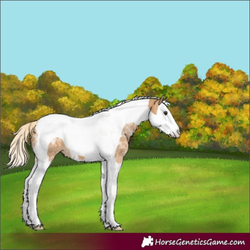 Horse Color:Palomino Ice Splash Tobiano 