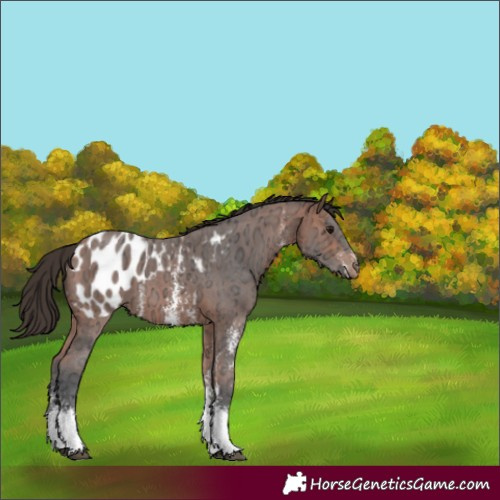 Horse Color:Bay Ice Sabino Appaloosa 