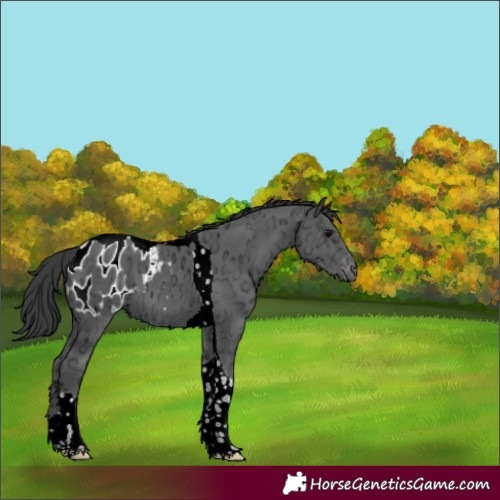 Horse Color:Black Ice Tobiano Appaloosa 