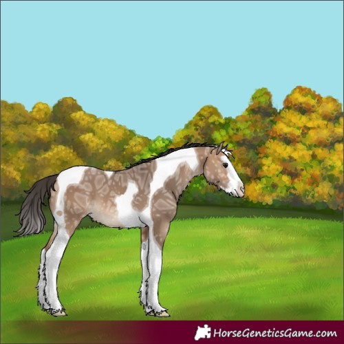 Horse Color:Bay Ice Dun Splash Tobiano 