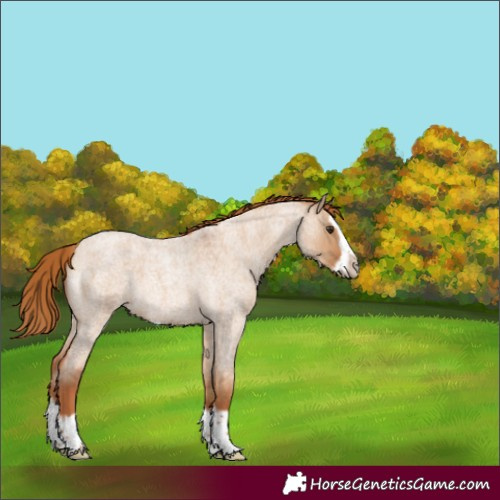 Horse Color:Red Dun Roan Splash Frame 