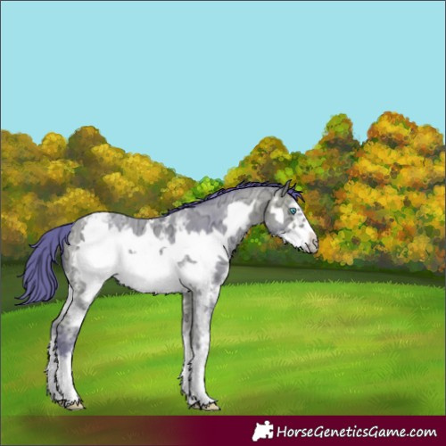 Horse Color:Watercolor Bay Ice Sabino Frame Appaloosa