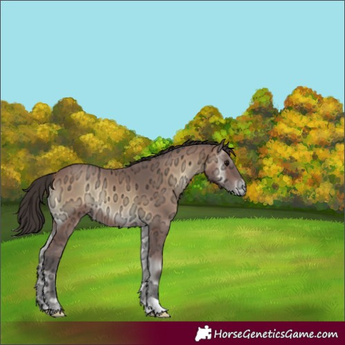 Horse Color:Bay Ice Onyx
