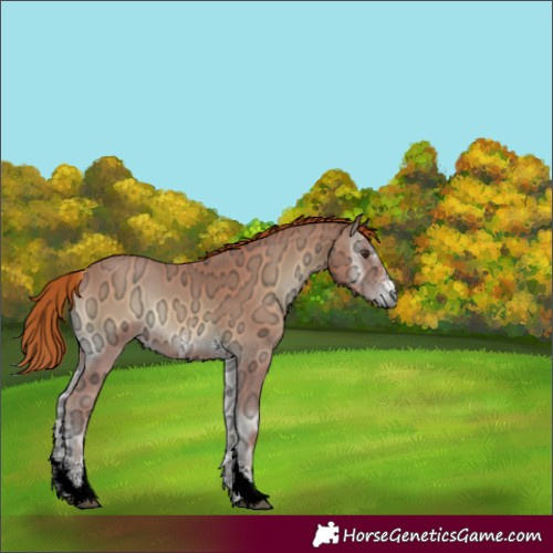 Horse Color:Red Onyx Ice Sabino 