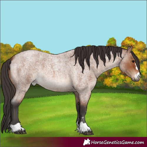 Horse Color:Bay Roan 