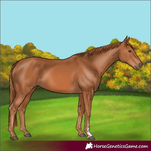 Horse Color:Chestnut 