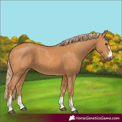 Horse Color:Chestnut 