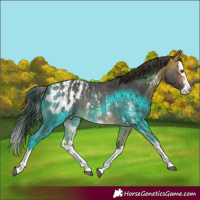 Horse Color:Pseudo Buckskin Sabino Splash Blanket and Pseudo Buckskin Sabino Splash Blanket Rabicano