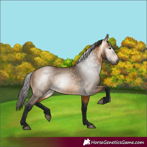 Horse Color:Gray Buckskin 