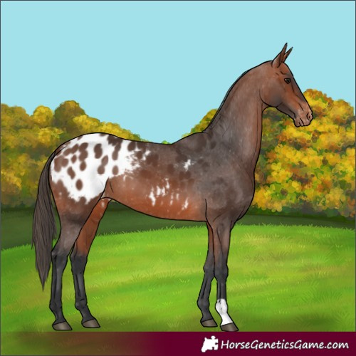 Horse Color:Bay Appaloosa