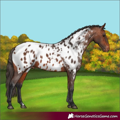 Horse Color:Bay Appaloosa 