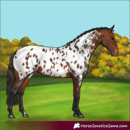 Horse Color:Bay Appaloosa