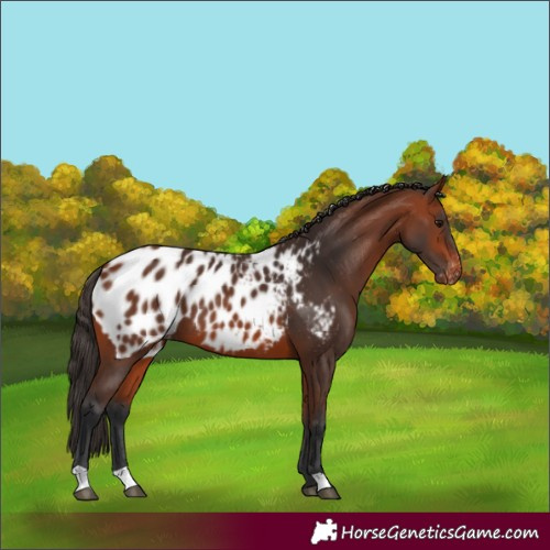 Horse Color:Bay Appaloosa 