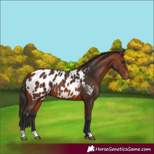 Horse Color:Bay Appaloosa 