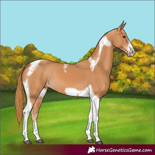 Horse Color:Chestnut Tobiano Frame