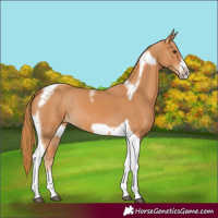 Horse Color:Chestnut Tobiano Frame