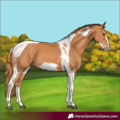 Horse Color:Chestnut Tobiano Frame 