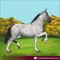 Horse Color:Grullo Roan Tobiano