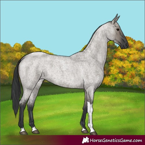 Horse Color:Grullo Roan Tobiano