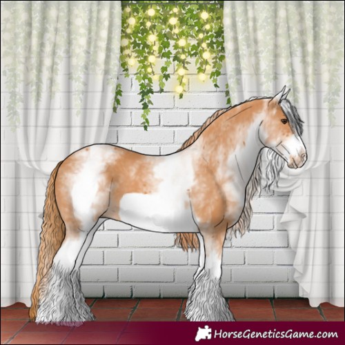 Horse Color:White Spotted Chestnut Frame 